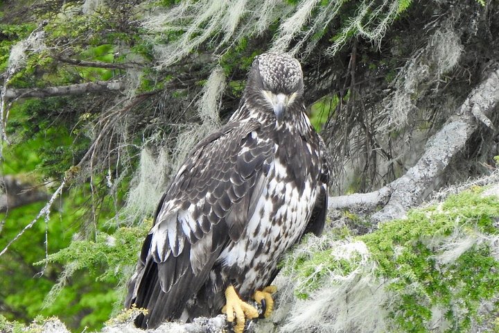 Båttur for dyreliv og hvalsafari i Ketchikan, Alaska, foto 16 | wizardtrip