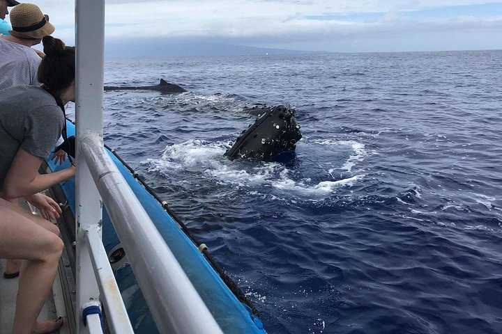 Hvalsafari på Maui, Hawaii, med pukkelhvaler og havet, foto 6 | wizardtrip