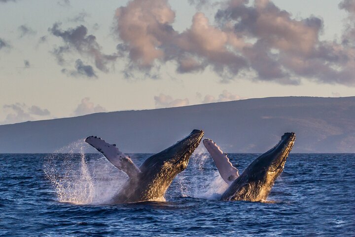 Hvalsafari på Maui, Hawaii, med pukkelhvaler og havet, foto 7 | wizardtrip