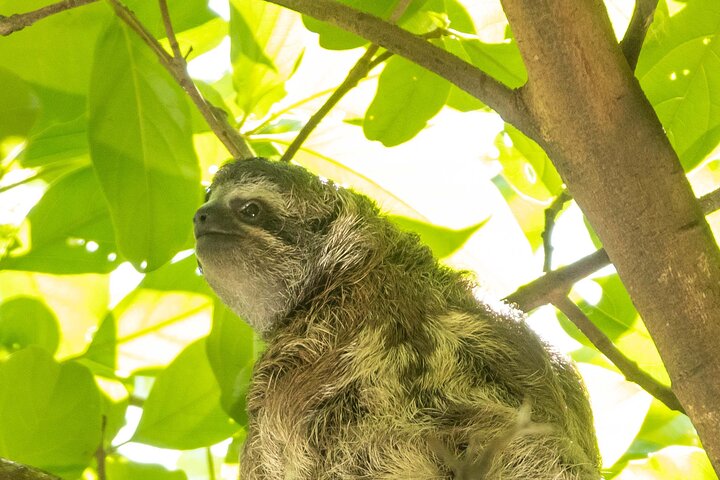 Visite guidée nature à San José : paresseux, oiseaux et arbres | wizardtrip