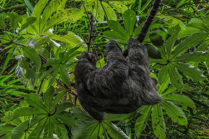 Naturvandring i San José med dovendyr og fugler i Costa Rica, foto 6 | wizardtrip