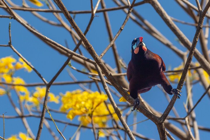 Naturvandring i San José med dovendyr og fugler i Costa Rica, foto 7 | wizardtrip