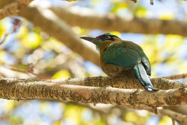 Naturvandring i San José med dovendyr og fugler i Costa Rica, foto 9 | wizardtrip