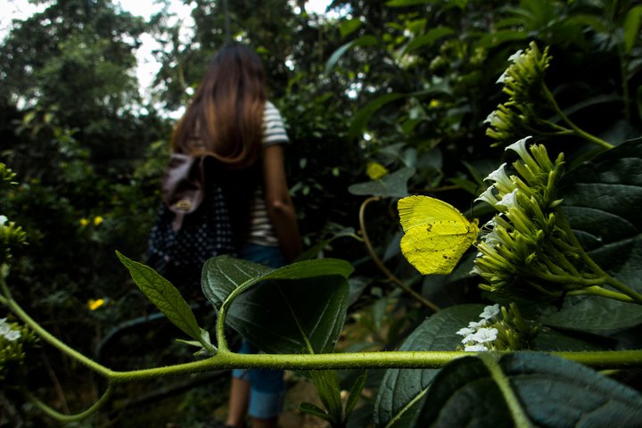 Naturvandring i San José med dovendyr og fugler i Costa Rica, foto 13 | wizardtrip