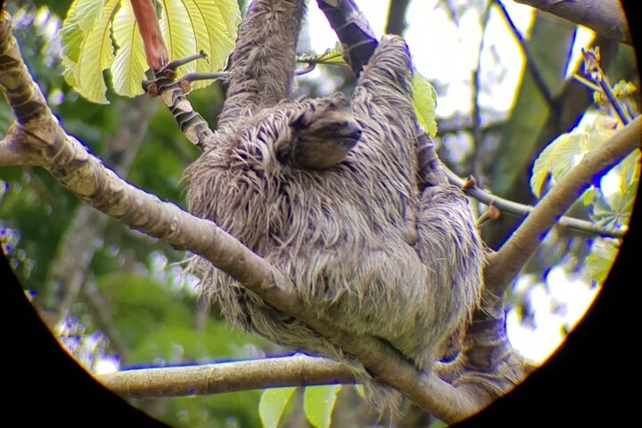 Naturvandring i San José med dovendyr og fugler i Costa Rica, foto 15 | wizardtrip