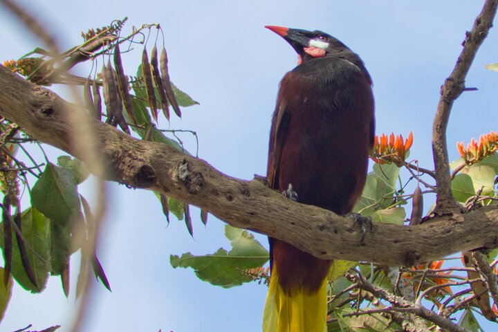 Naturvandring i San José med dovendyr og fugler i Costa Rica, foto 19 | wizardtrip