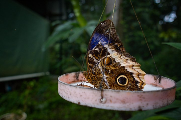 Naturvandring i San José med dovendyr og fugler i Costa Rica, foto 21 | wizardtrip