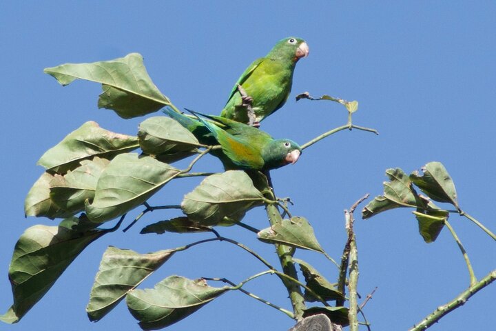 Naturvandring i San José med dovendyr og fugler i Costa Rica, foto 22 | wizardtrip