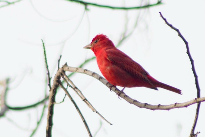 Naturvandring i San José med dovendyr og fugler i Costa Rica, foto 23 | wizardtrip