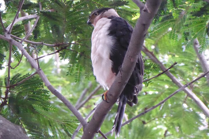 Naturvandring i San José med dovendyr og fugler i Costa Rica, foto 24 | wizardtrip