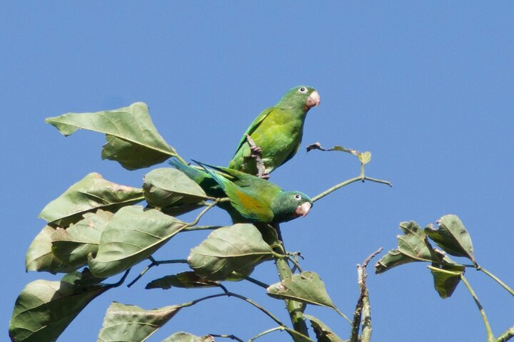 Naturvandring i San José med dovendyr og fugler i Costa Rica, foto 28 | wizardtrip