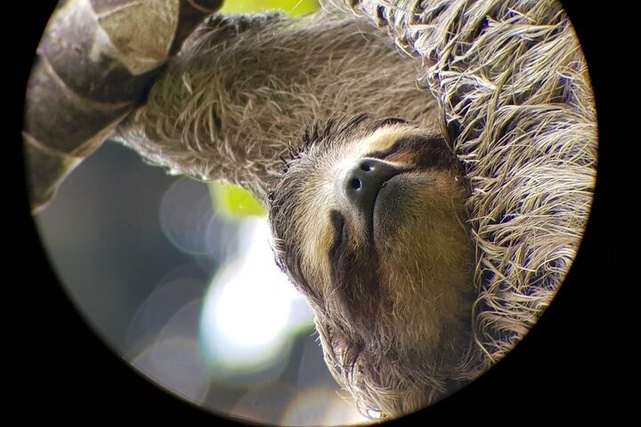 Naturvandring i San José med dovendyr og fugler i Costa Rica, foto 29 | wizardtrip
