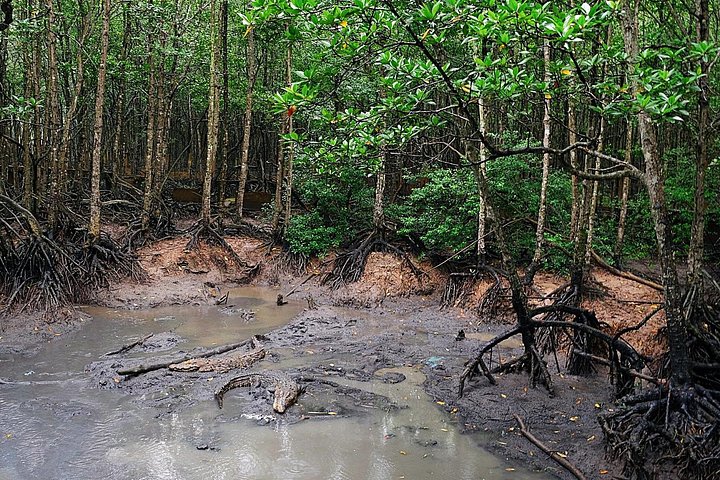 Udforsk den frodige Can Gio mangrove-skov, mød aber og besøg historiske steder på en dagstur fra Ho Chi Minh City, foto 32 | wizardtrip