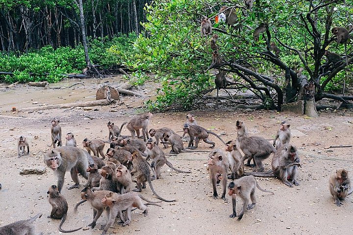 Udforsk den frodige Can Gio mangrove-skov, mød aber og besøg historiske steder på en dagstur fra Ho Chi Minh City, foto 33 | wizardtrip