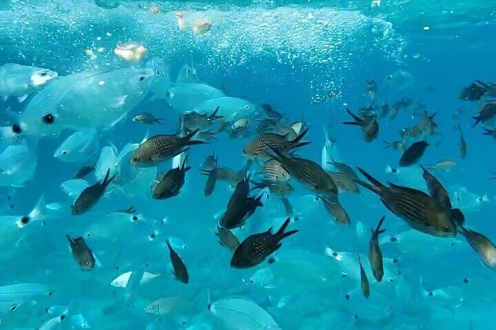 Disfrute de un pintoresco viaje en barco a la Laguna Azul desde el puerto de Latchi, Chipre, con natación y visitas turísticas, foto 20 | wizardtrip