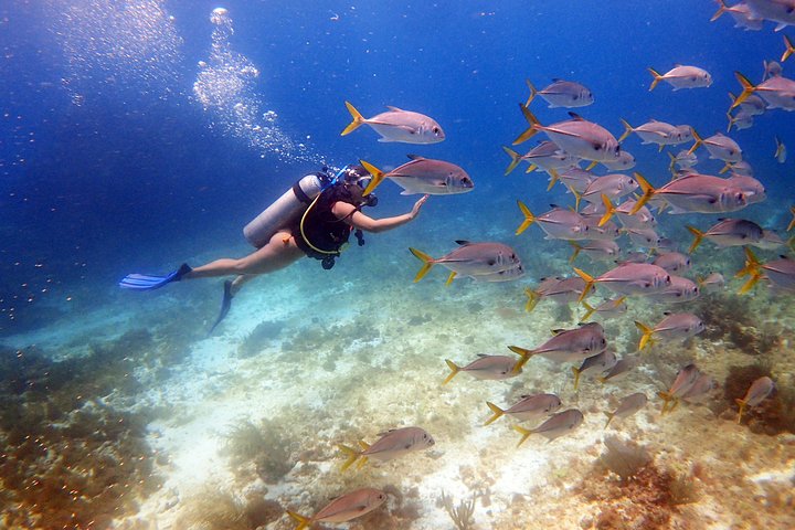 Plongée Débutant Caraïbes Mexicaines | 2 Bouteilles, 2 Plongées | Tout Inclus | wizardtrip