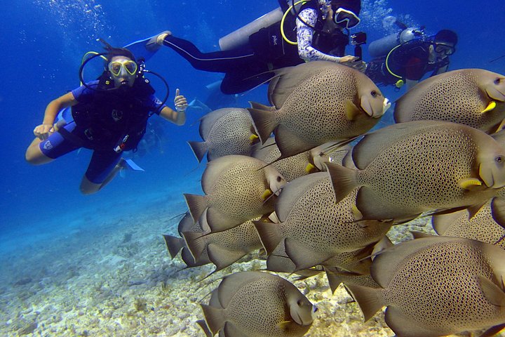 Plongée sous-marine pour débutants dans la mer des Caraïbes à Cancun, exploration de sculptures sous-marines et de récifs coralliens, photo 6 | wizardtrip