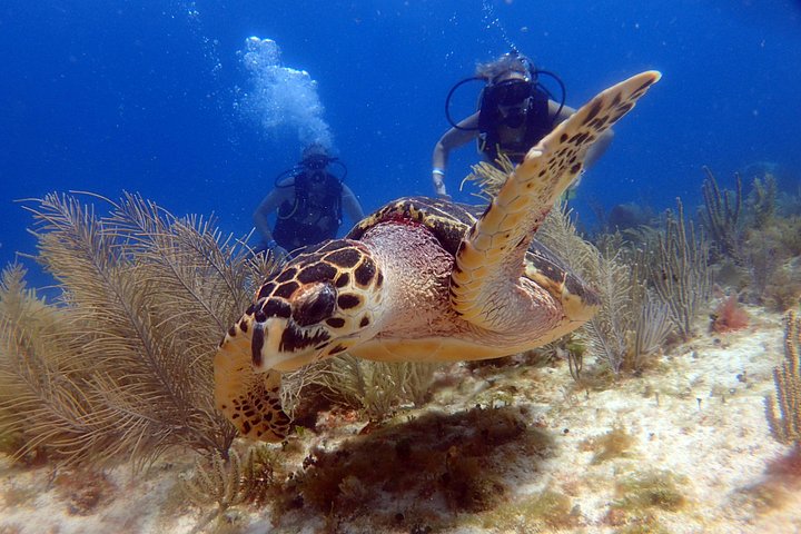 Plongée sous-marine pour débutants dans la mer des Caraïbes à Cancun, exploration de sculptures sous-marines et de récifs coralliens, photo 8 | wizardtrip
