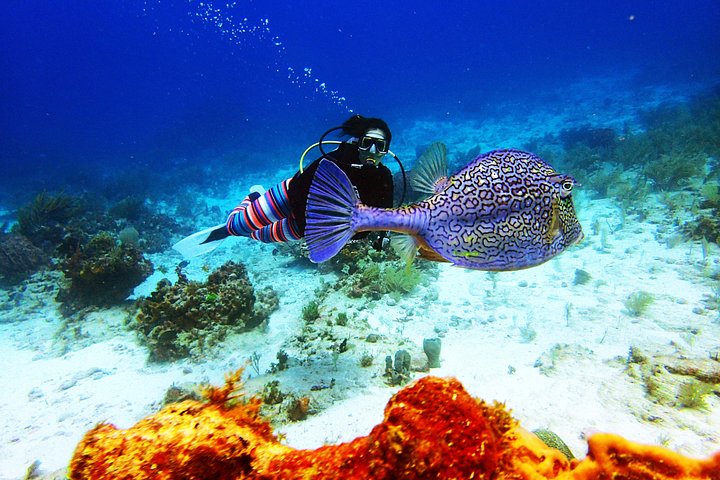 Plongée sous-marine pour débutants dans la mer des Caraïbes à Cancun, exploration de sculptures sous-marines et de récifs coralliens, photo 10 | wizardtrip