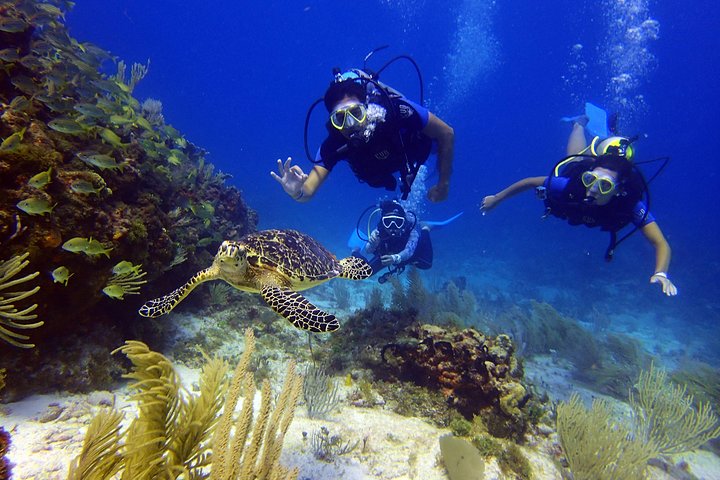 Plongée sous-marine pour débutants dans la mer des Caraïbes à Cancun, exploration de sculptures sous-marines et de récifs coralliens, photo 12 | wizardtrip