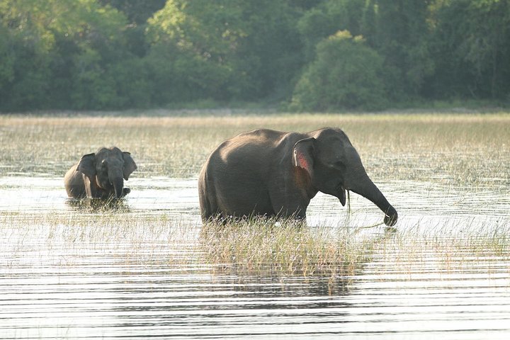 Découvrez la beauté diversifiée du Sri Lanka, des temples anciens et des plantations de thé luxuriantes aux safaris animaliers et aux plages magnifiques, photo 7 | wizardtrip