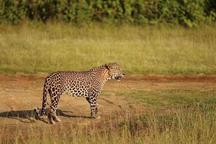 Découvrez la beauté diversifiée du Sri Lanka, des temples anciens et des plantations de thé luxuriantes aux safaris animaliers et aux plages magnifiques, photo 8 | wizardtrip