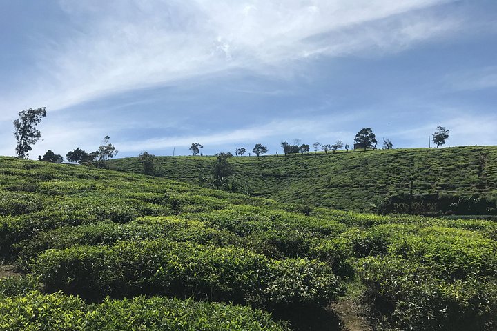 Découvrez la beauté diversifiée du Sri Lanka, des temples anciens et des plantations de thé luxuriantes aux safaris animaliers et aux plages magnifiques, photo 12 | wizardtrip