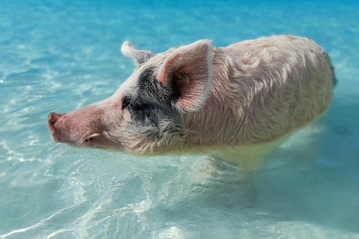 Passeio de barco de dia inteiro para as Exuma Cays, Bahamas, com porcos nadadores, tubarões-lixa e snorkeling, foto 6 | wizardtrip