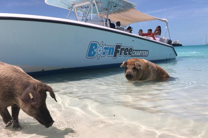 Passeio de barco de dia inteiro para as Exuma Cays, Bahamas, com porcos nadadores, tubarões-lixa e snorkeling, foto 8 | wizardtrip