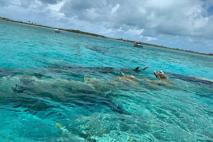 Passeio de barco de dia inteiro para as Exuma Cays, Bahamas, com porcos nadadores, tubarões-lixa e snorkeling, foto 11 | wizardtrip
