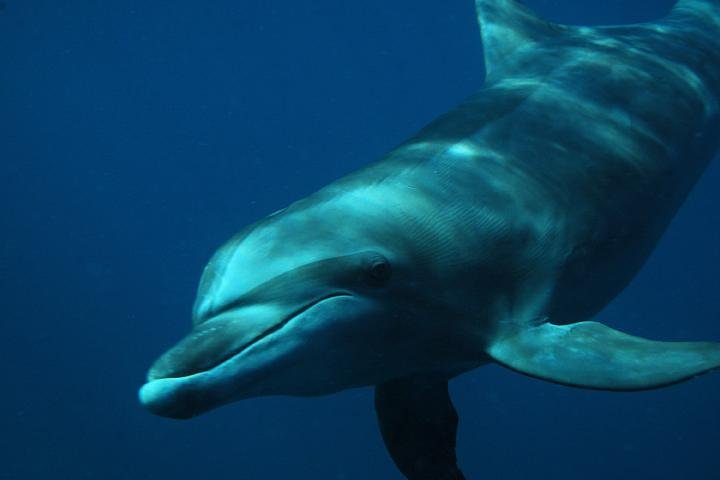 Observer et nager avec les dauphins dans leur habitat naturel | wizardtrip