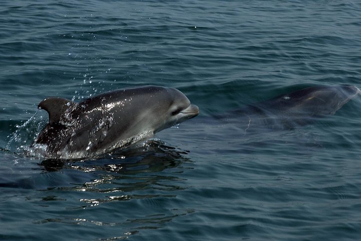 Observe and swim with wild bottlenose dolphins in Puerto Vallarta, Mexico, on a conservation-focused boat tour, photo 6 | wizardtrip