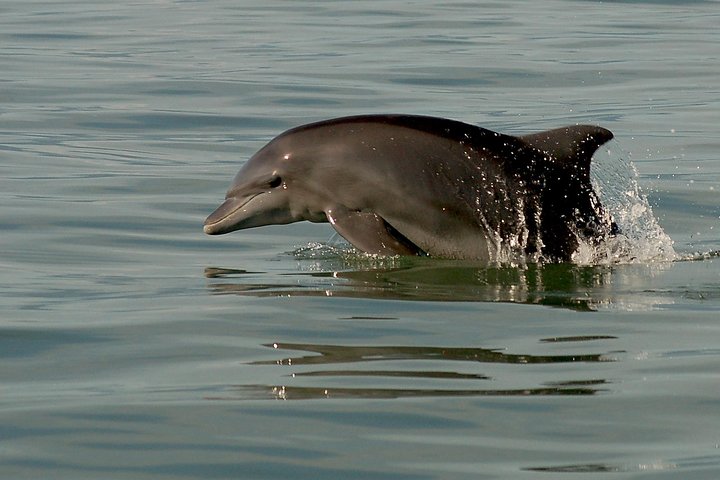 Observe and swim with wild bottlenose dolphins in Puerto Vallarta, Mexico, on a conservation-focused boat tour, photo 7 | wizardtrip