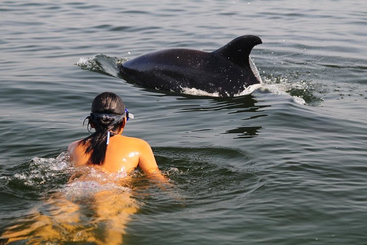 Observe and swim with wild bottlenose dolphins in Puerto Vallarta, Mexico, on a conservation-focused boat tour, photo 8 | wizardtrip
