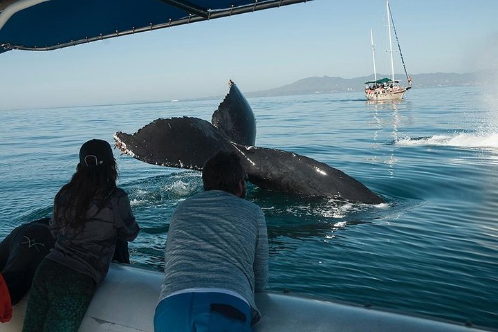 Observation des baleines et dauphins avec un biologiste à Puerto Vallarta | wizardtrip