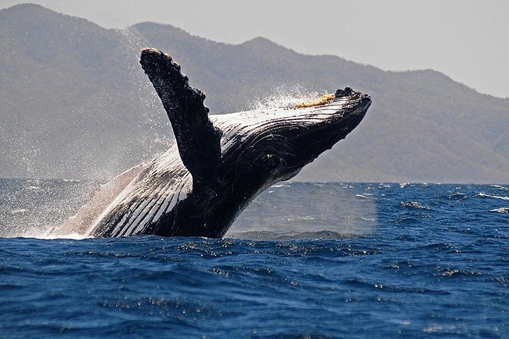 Oplev hvaler og delfiner i Puerto Vallarta med ekspertbiologguider på dette uforglemmelige dyrelivseventyr, foto 6 | wizardtrip