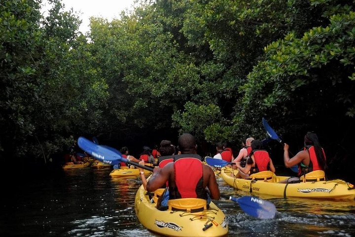 Explore as cascatas da floresta tropical El Yunque e reme pela baía bioluminescente de Fajardo num tour de um dia em Porto Rico, foto 9 | wizardtrip