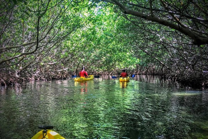 Explore as cascatas da floresta tropical El Yunque e reme pela baía bioluminescente de Fajardo num tour de um dia em Porto Rico, foto 32 | wizardtrip