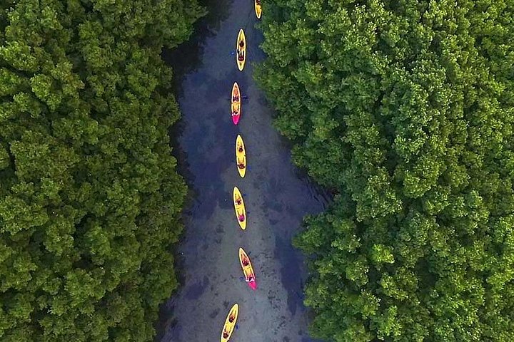 Explore as cascatas da floresta tropical El Yunque e reme pela baía bioluminescente de Fajardo num tour de um dia em Porto Rico, foto 34 | wizardtrip