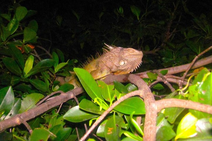 Explore as cascatas da floresta tropical El Yunque e reme pela baía bioluminescente de Fajardo num tour de um dia em Porto Rico, foto 37 | wizardtrip
