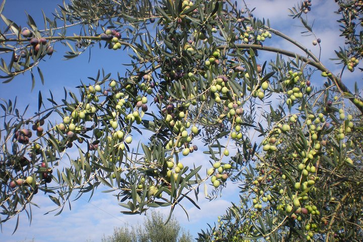 Esperienza culinaria in fattoria a Sorrento con degustazione di olio, limoncello e vino | wizardtrip