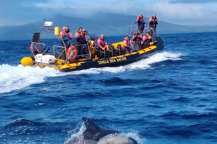 Spännande RIB-båttur längs Dingle kust, se djurliv och utforska havsgrottor, foto 13 | wizardtrip