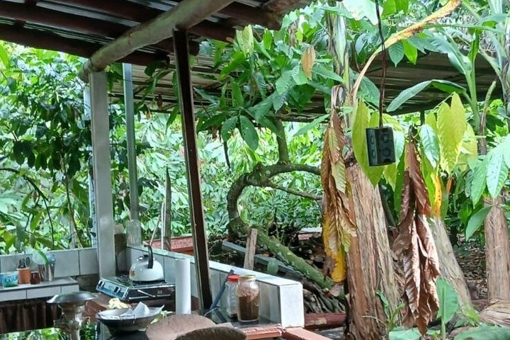 Ervaar een chocoladeboerderijtour in La Fortuna, Costa Rica, met cacao, fruit en specerijen, foto 6 | wizardtrip