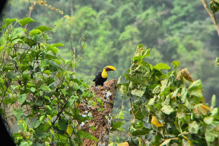 Ervaar een chocoladeboerderijtour in La Fortuna, Costa Rica, met cacao, fruit en specerijen, foto 9 | wizardtrip