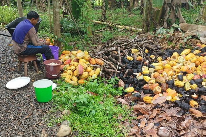 Ervaar een chocoladeboerderijtour in La Fortuna, Costa Rica, met cacao, fruit en specerijen, foto 10 | wizardtrip