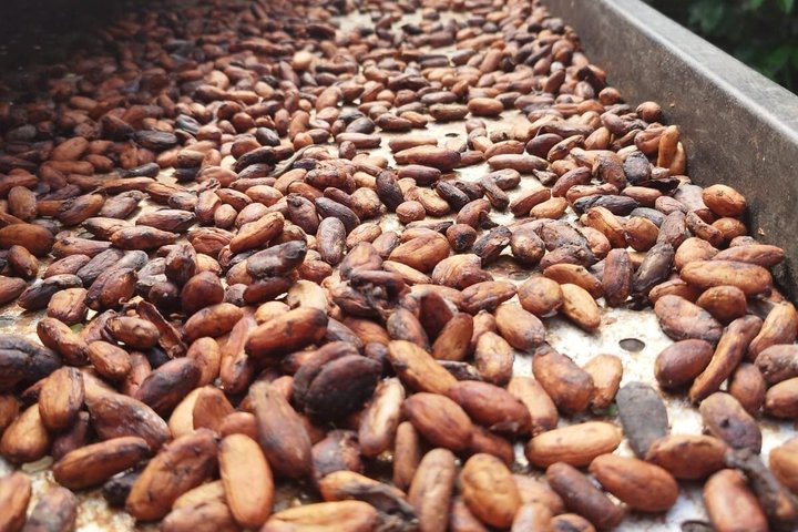 Ervaar een chocoladeboerderijtour in La Fortuna, Costa Rica, met cacao, fruit en specerijen, foto 11 | wizardtrip