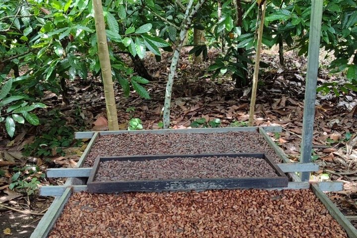 Ervaar een chocoladeboerderijtour in La Fortuna, Costa Rica, met cacao, fruit en specerijen, foto 14 | wizardtrip
