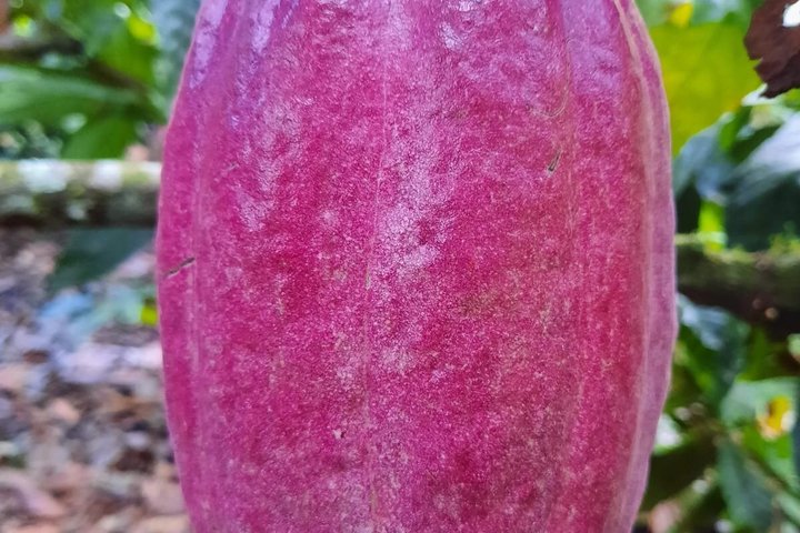 Ervaar een chocoladeboerderijtour in La Fortuna, Costa Rica, met cacao, fruit en specerijen, foto 16 | wizardtrip