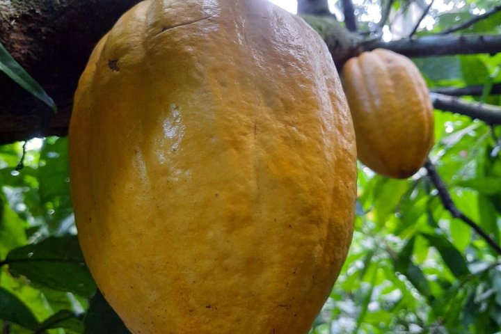 Ervaar een chocoladeboerderijtour in La Fortuna, Costa Rica, met cacao, fruit en specerijen, foto 17 | wizardtrip