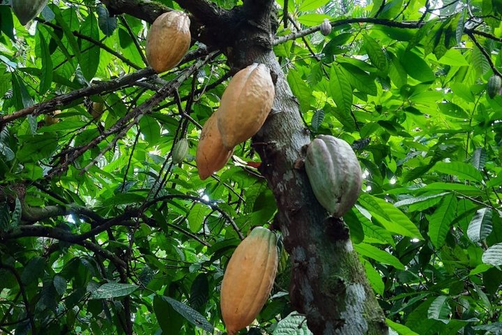 Ervaar een chocoladeboerderijtour in La Fortuna, Costa Rica, met cacao, fruit en specerijen, foto 18 | wizardtrip
